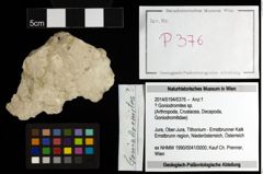 Foto (Objekt + Etiketten) von ? Goniodromites sp. 